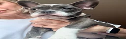 Mixed Breed dogs for sale: English Bulldog X French Bulldog Hybrids - Advert 10