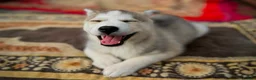 Siberian Husky dogs for sale: Beautiful puppies  - Advert 29