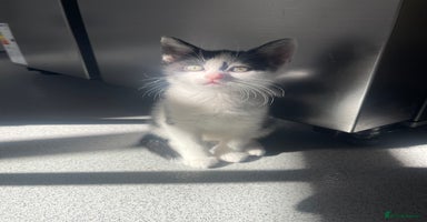 Mixed Breed cats - Advert 4