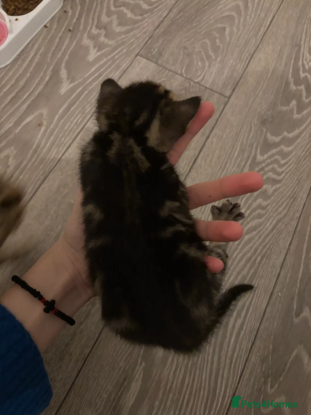 Mixed Breed cats for sale: Tabby kittens for sale!! - Advert 14