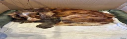 Cocker Spaniel dogs for sale: Stunning Choc cocker spaniel girl - Advert 4