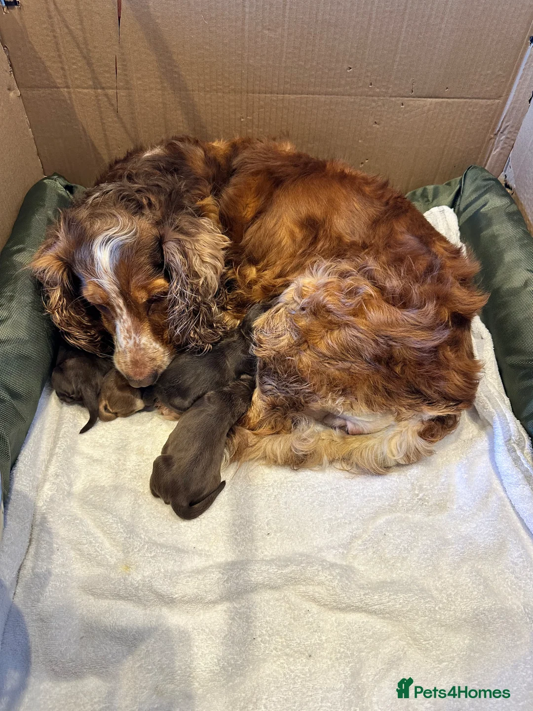 Cocker Spaniel dogs for sale: Stunning Choc cocker spaniel girl - Advert 4