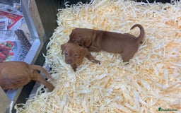 Hungarian Vizsla dogs for sale: Stunning Hungarian Vizsla Puppies  - Image 8