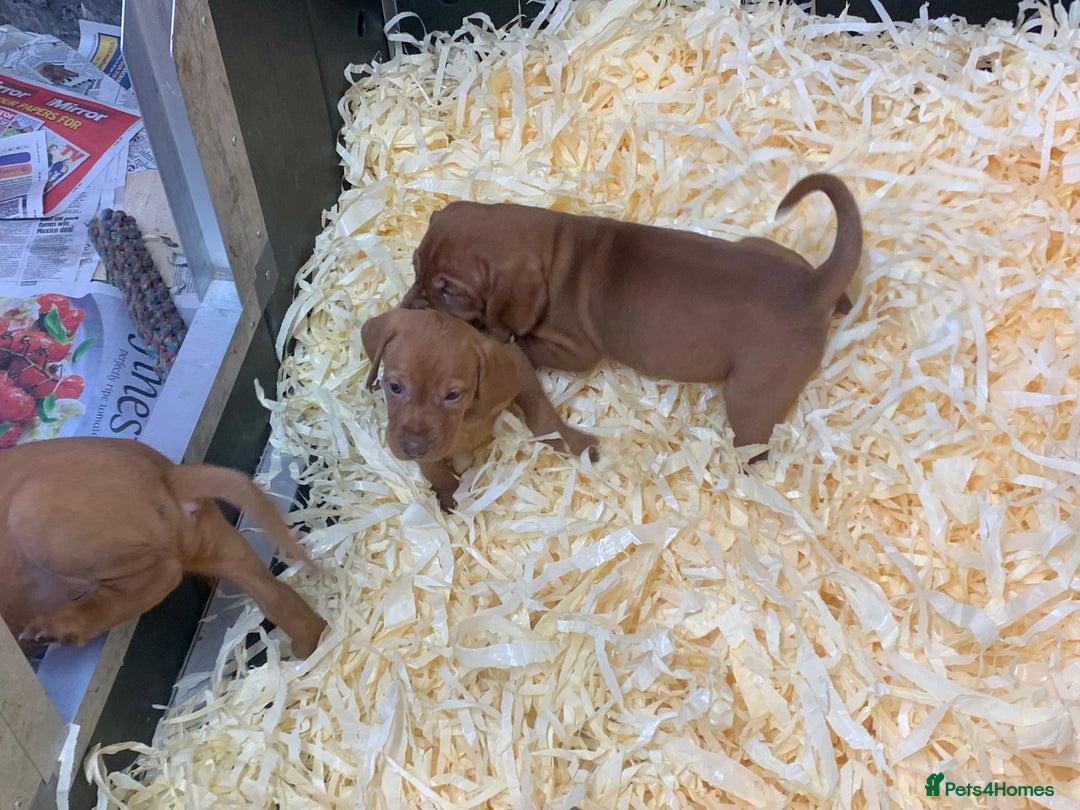 Hungarian Vizsla dogs for sale: Stunning Hungarian Vizsla Puppies  - Image 8