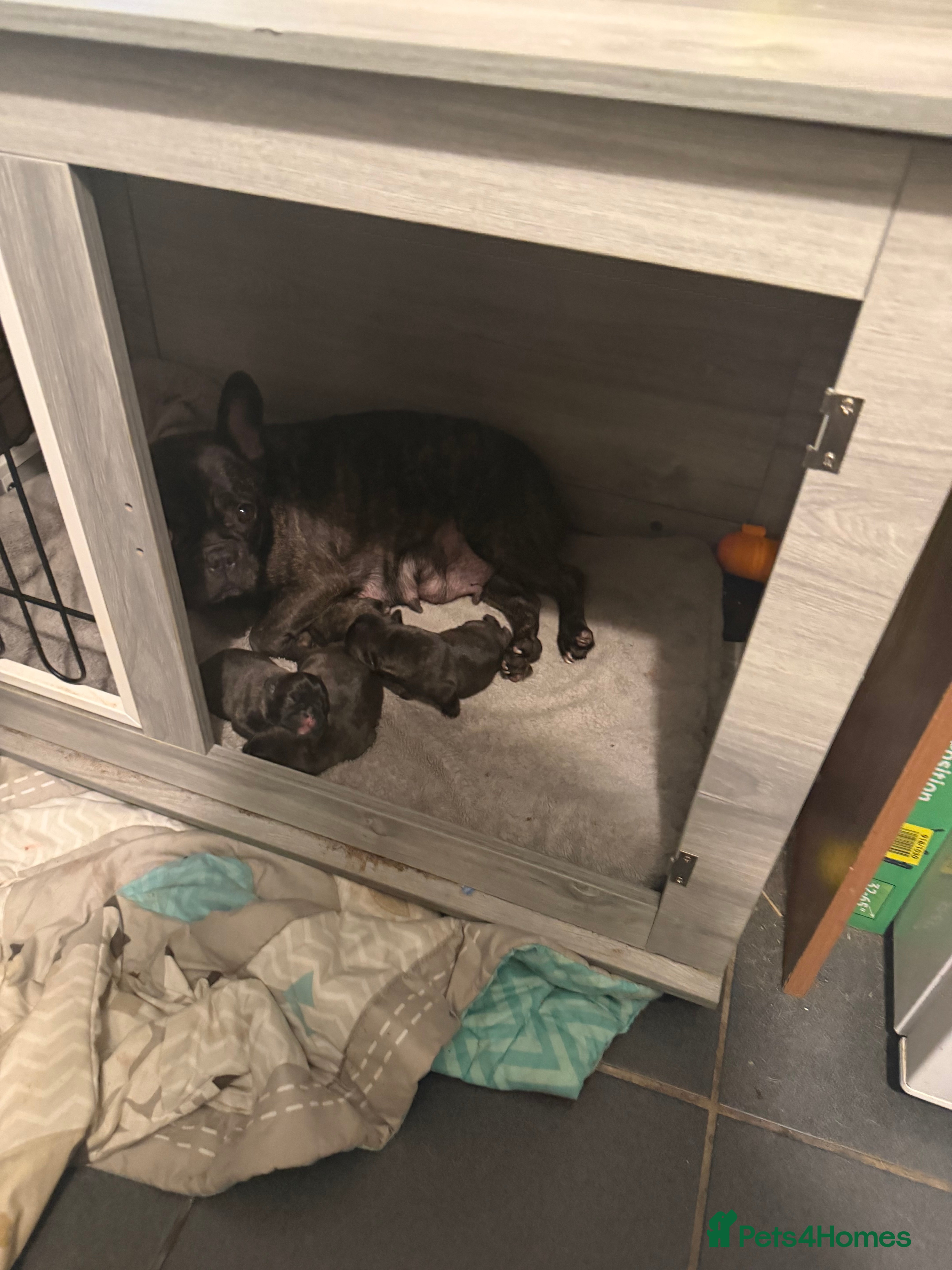 French Bulldog dogs French Bulldogs for sale  - Advert 15