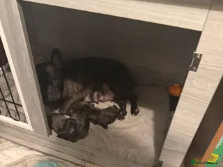 French Bulldog dogs French Bulldogs for sale - Advert 2