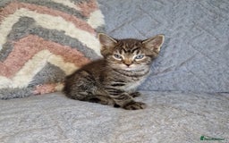 Ragdoll cats for sale: Ragdoll cross - Image 15