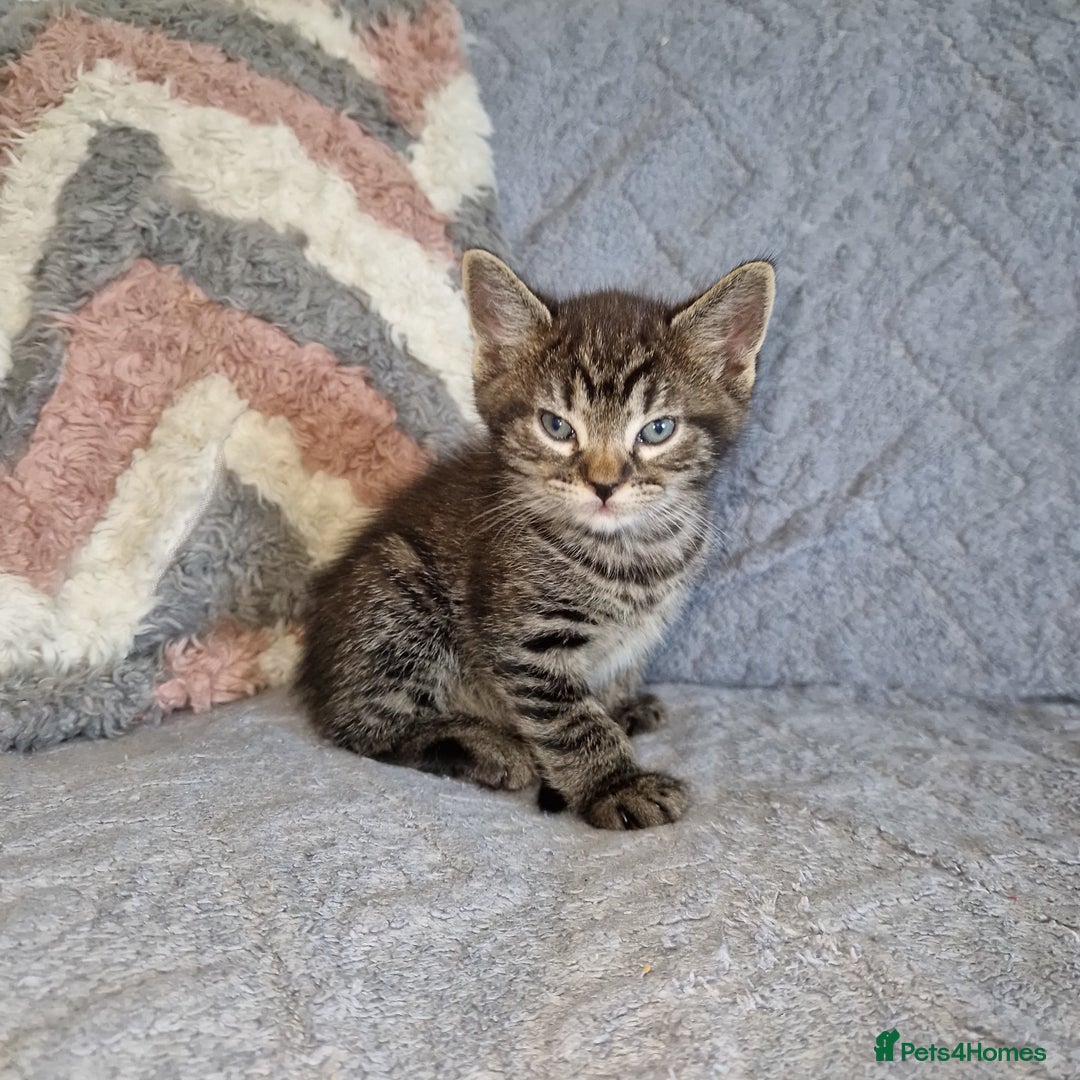 Ragdoll cats for sale: Ragdoll cross - Image 15
