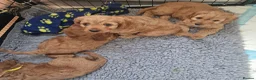 Cavapoo dogs for sale: F1 Cavapoo - Advert 8
