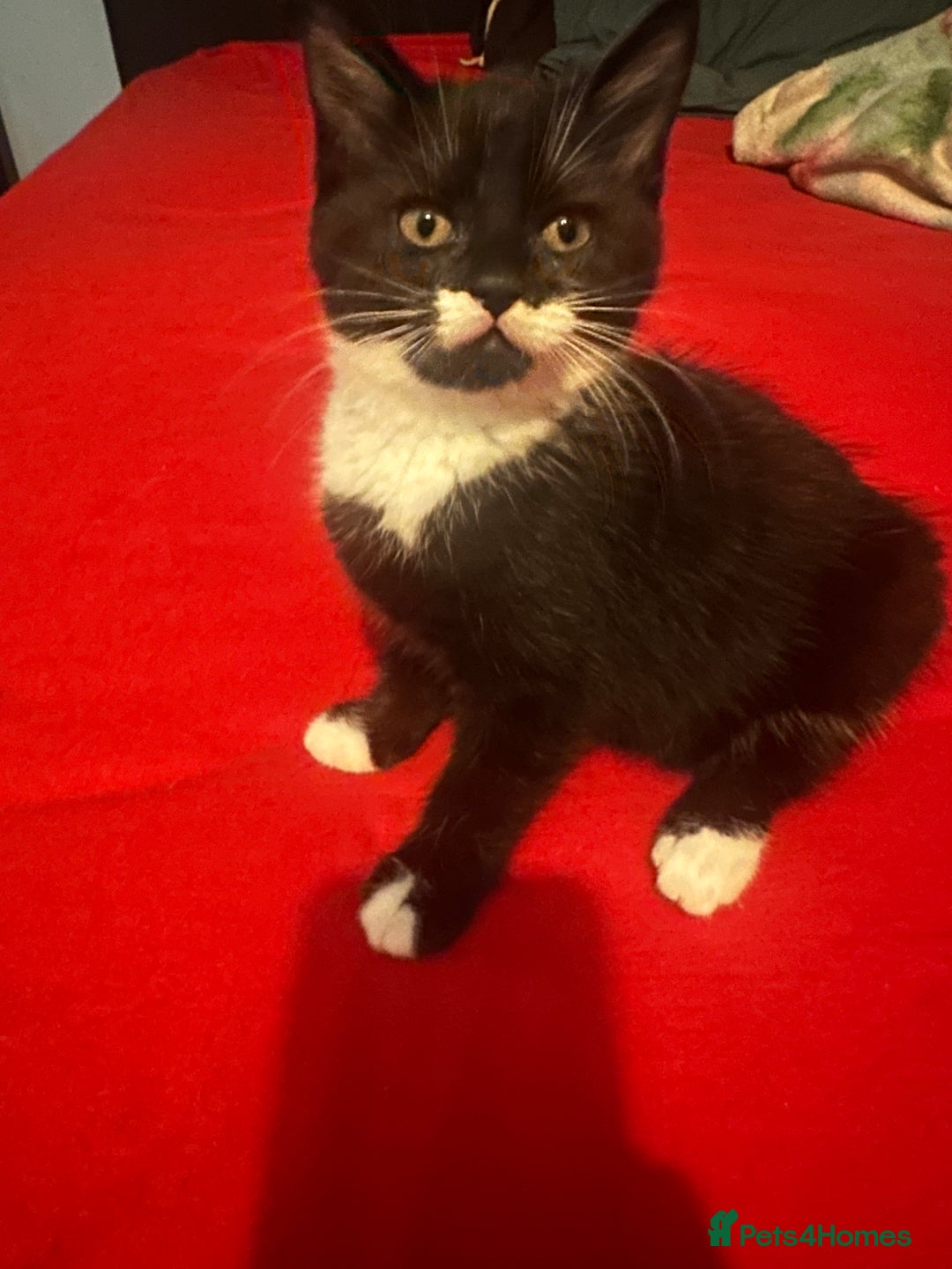 Mixed Breed cats for sale: Black and white kittens! - Advert 3