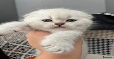 Scottish Fold cats - Advert 10