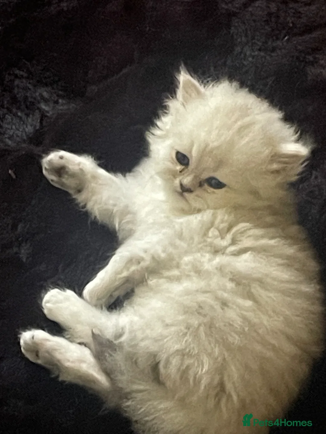 Persian cats for sale: Chinchilla Persian cats - Advert 1