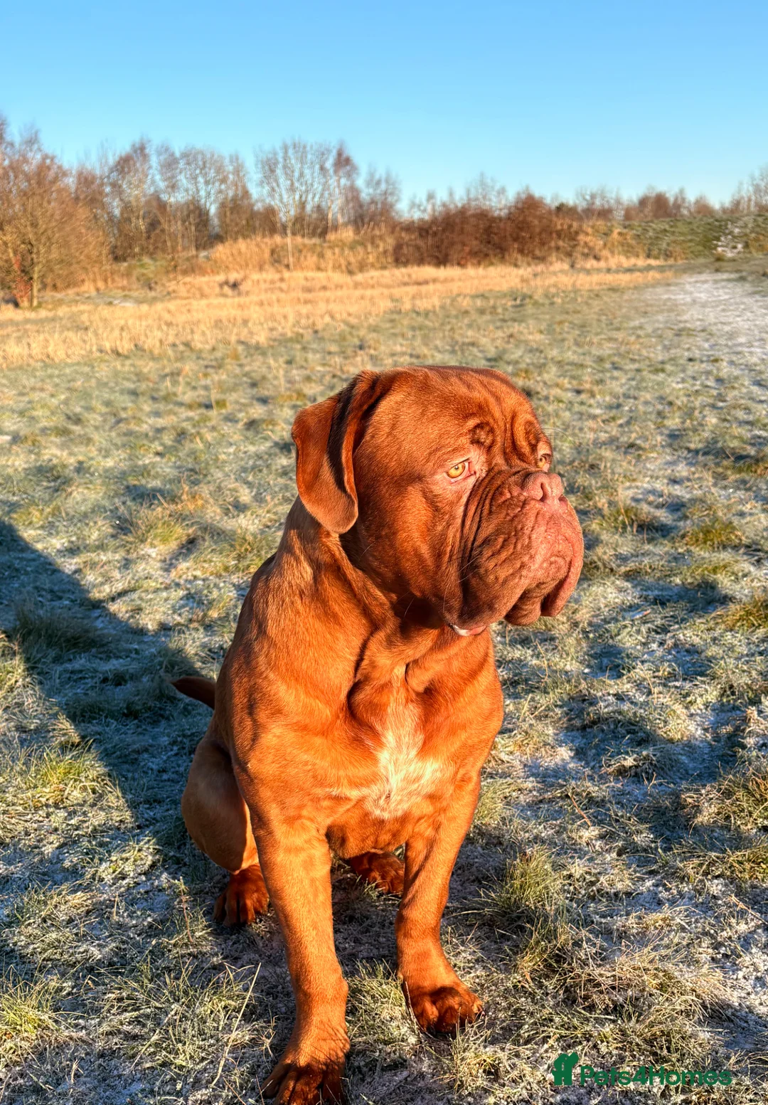 Dogue De Bordeaux dogs for sale: 12mth old Ernie free to suitable owner - Advert 1