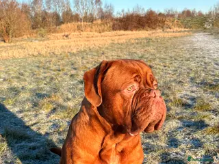 Dogue De Bordeaux dogs 12mth old Ernie - Advert 2