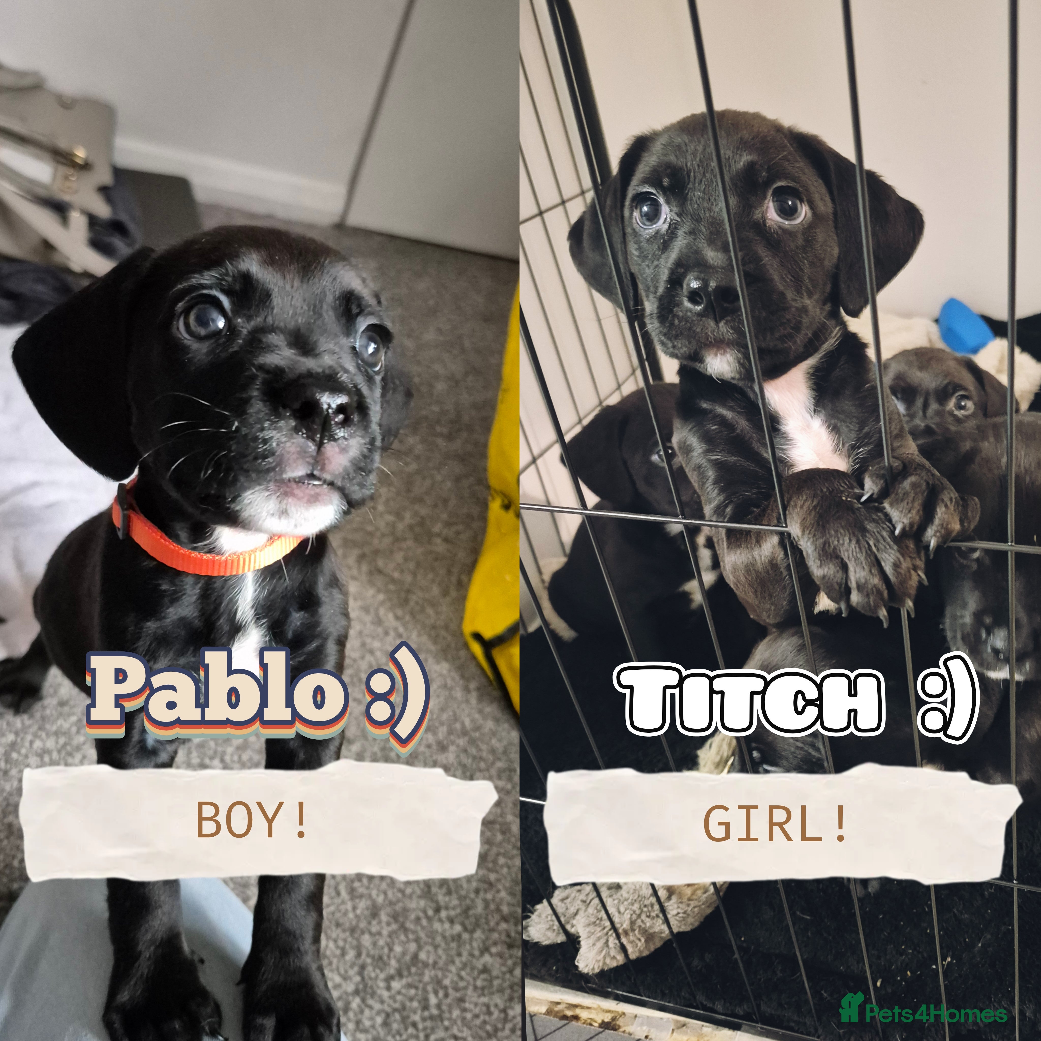 Mixed Breed dogs ONLY 2 Bullmastiff x Springer Spaniel Puppies - Advert 11