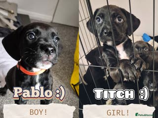 Mixed Breed dogs ONLY 2 Bullmastiff x Springer Spaniel Puppies - Advert 11