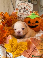 French Bulldog dogs Stunning French Bulldog Boys -Platinum & Cream 💙 - Advert 5