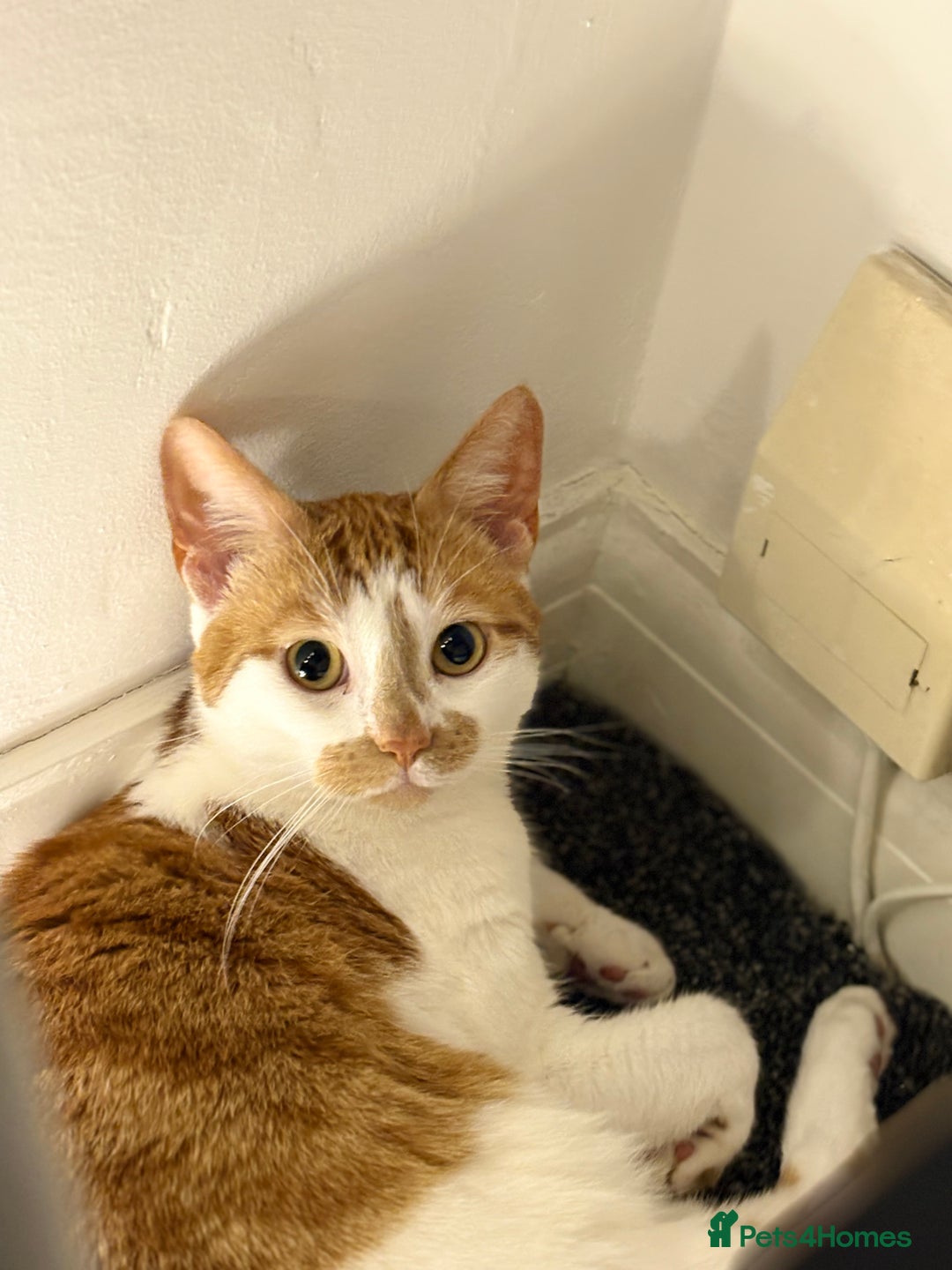 British Shorthair cats for sale: Ginger and White Shorthaired Cat - Image 1