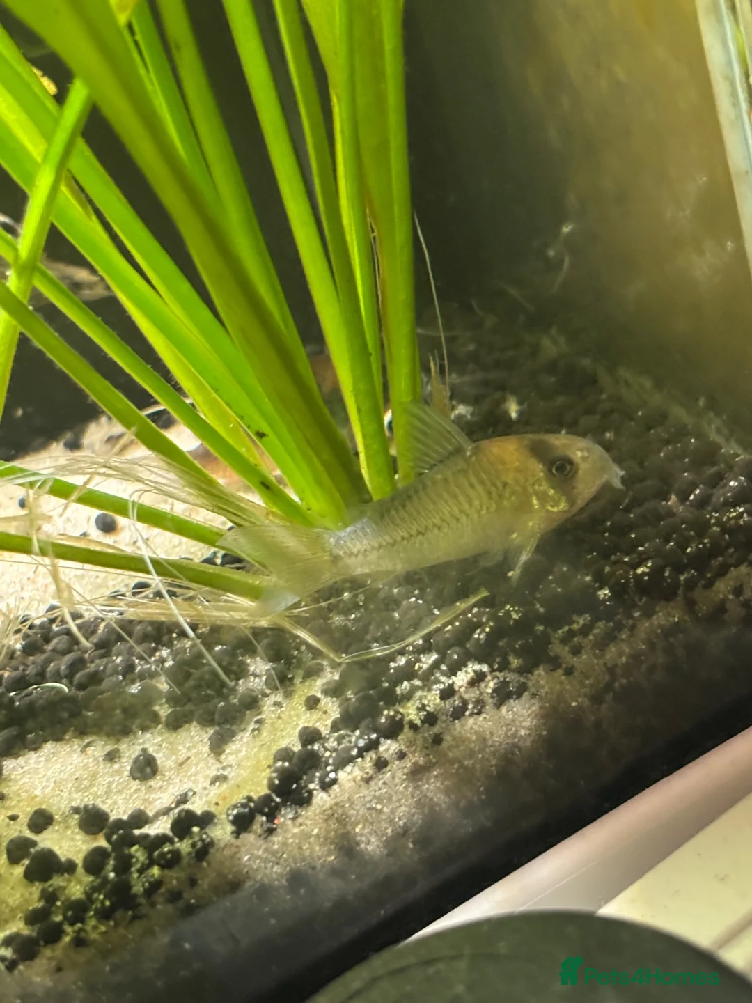 Corys fish for sale: Adolf corydora  in Sheffield - Advert 2