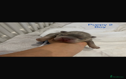 Mixed Breed dogs for sale: French chow puppies  - Image 5