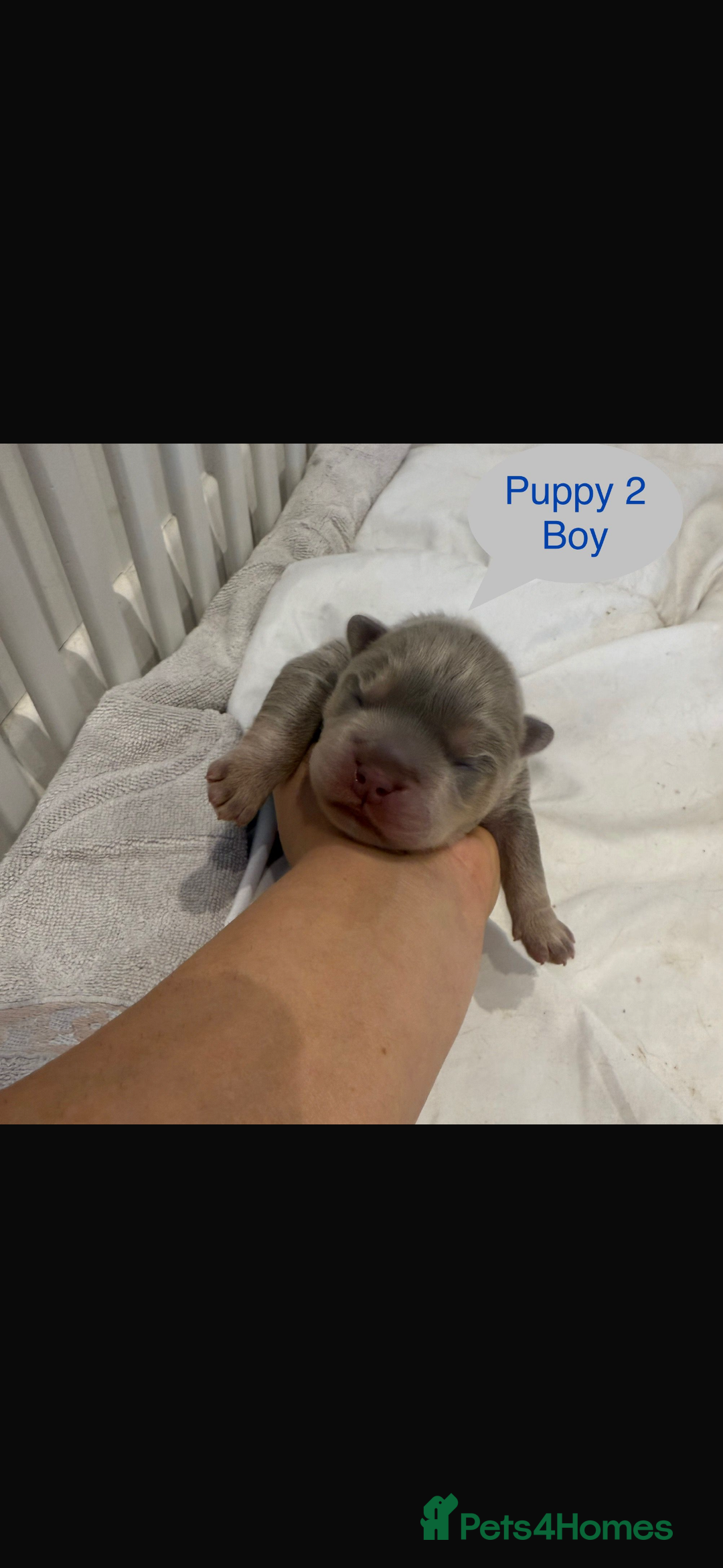 Mixed Breed dogs for sale: French chow puppies  - Image 5