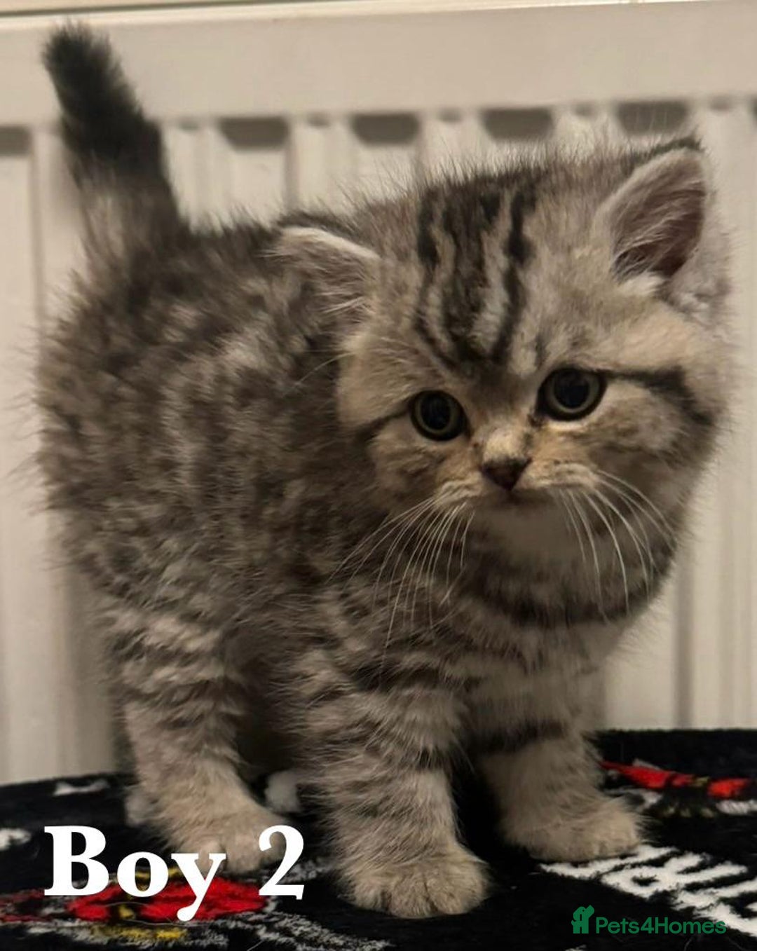 British Shorthair cats for sale: British shorthair X Persian kittens for sale ready - Advert 9