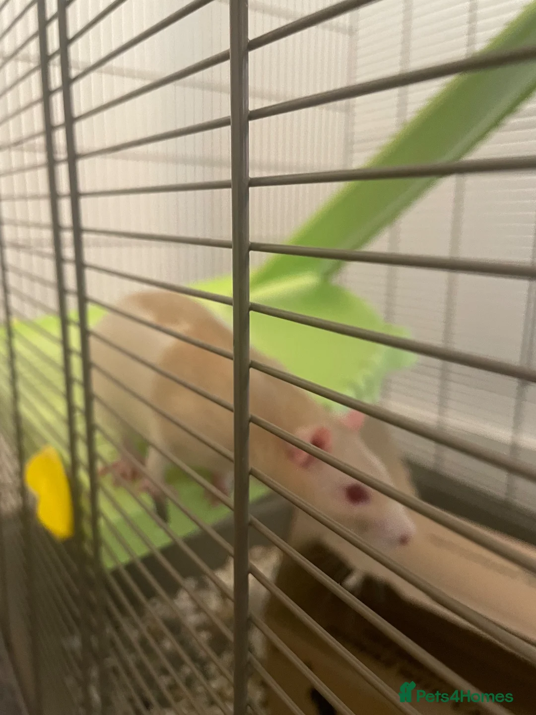 Rat rodents for sale: 2 x male rats - £15 each  in Egham - Advert 5