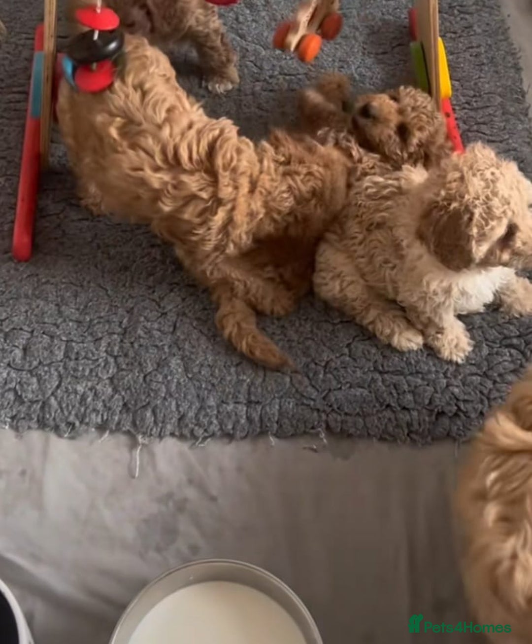 Cavapoo dogs for sale: Cavapoo puppies  - Advert 7