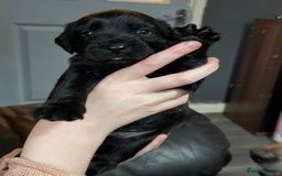 Mixed Breed dogs for sale: Labrador X Yorkshire terrier  - Image 1