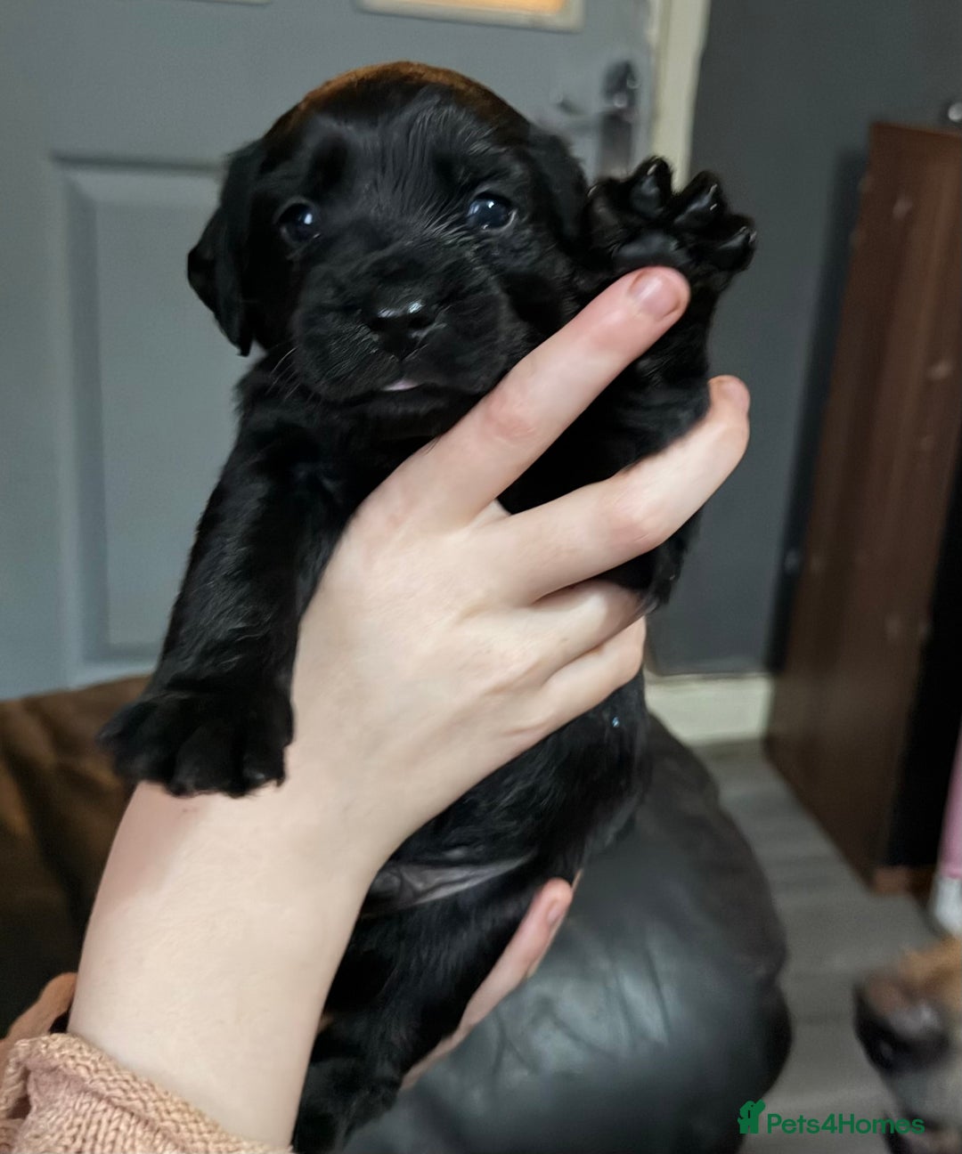 Mixed Breed dogs for sale: Labrador X Yorkshire terrier  - Image 1