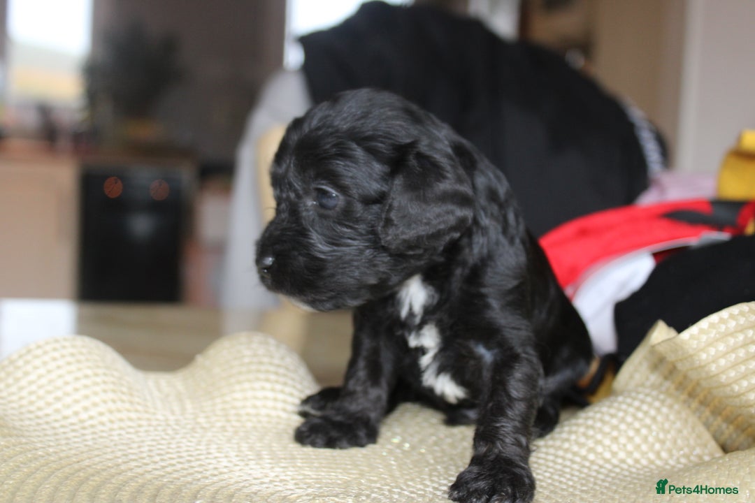 Cavapoo dogs for sale: Iconic cavapoo litter health tested parentage  - Advert 4