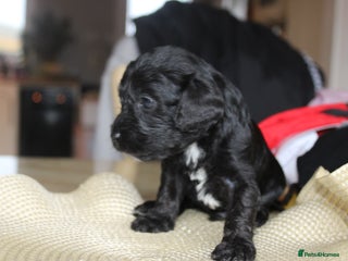 Cavapoo dogs Iconic cavapoo litter health tested parentage - Advert 4