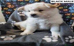 Mixed Breed dogs for sale: Chowski pups - Image 23