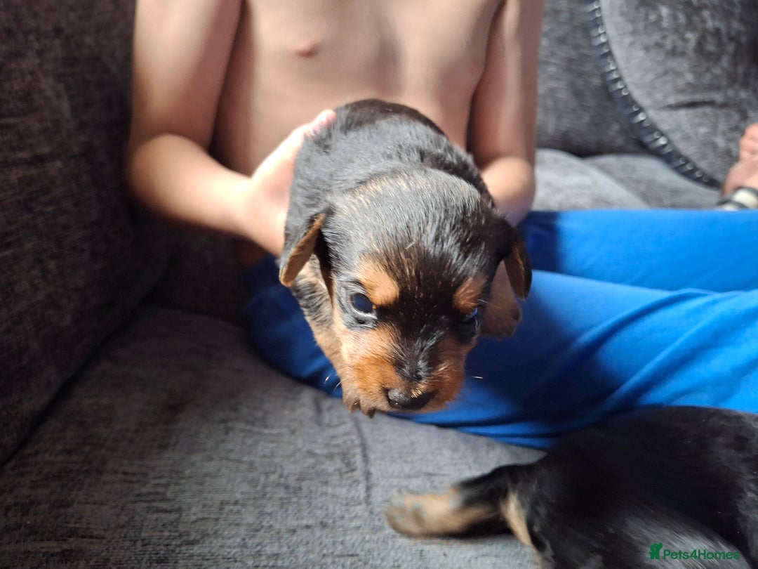 Mixed Breed dogs for sale: Two healthy Dorkies  - Image 8