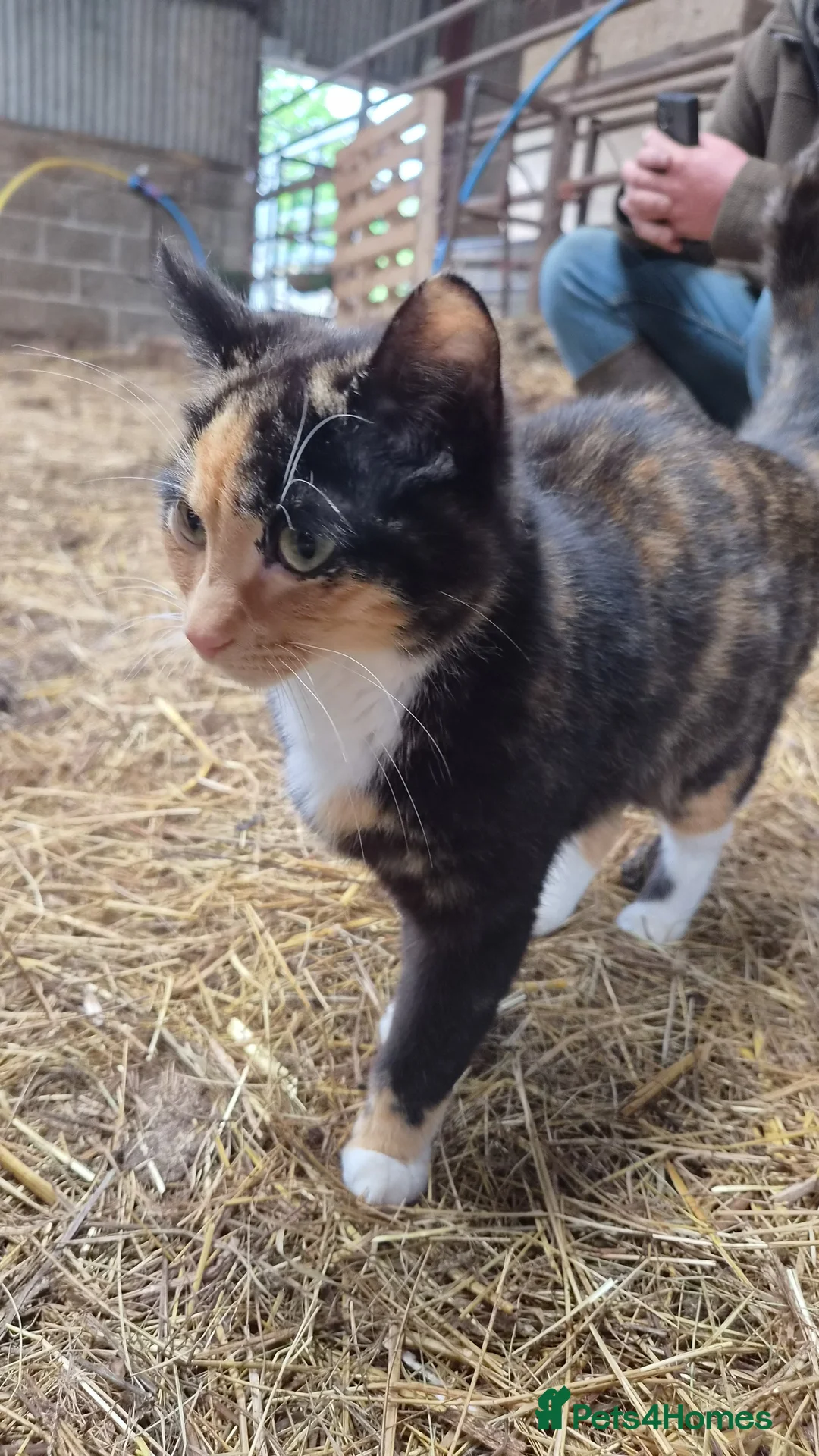 Mixed Breed cats for sale: 2 kittens - Advert 2