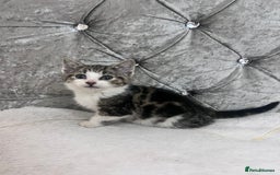 Bengal cats for sale: Bengal X kittens - Image 7