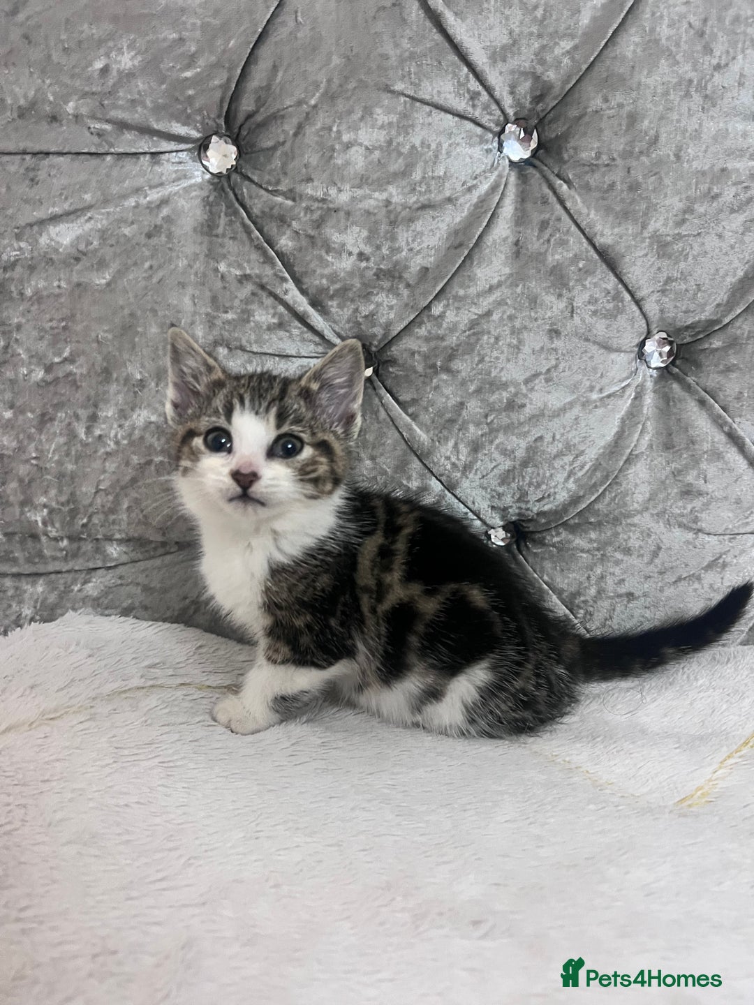 Bengal cats for sale: Bengal X kittens - Image 7