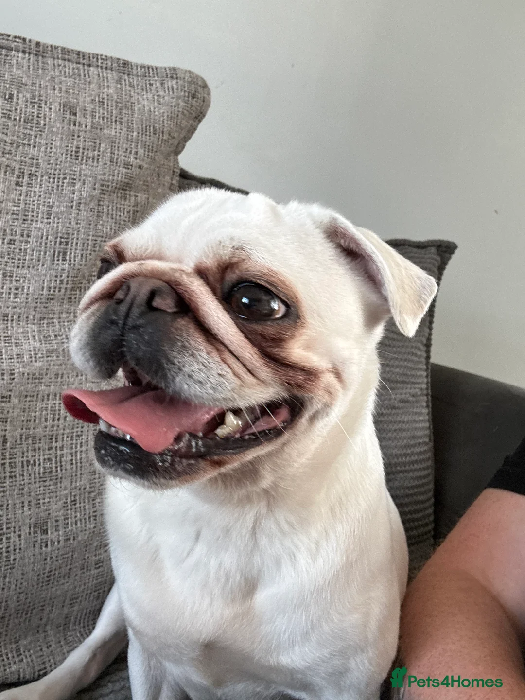 Pug dogs for sale: White pug - Advert 2