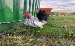 Chickens poultry for sale: Serama - Image 3