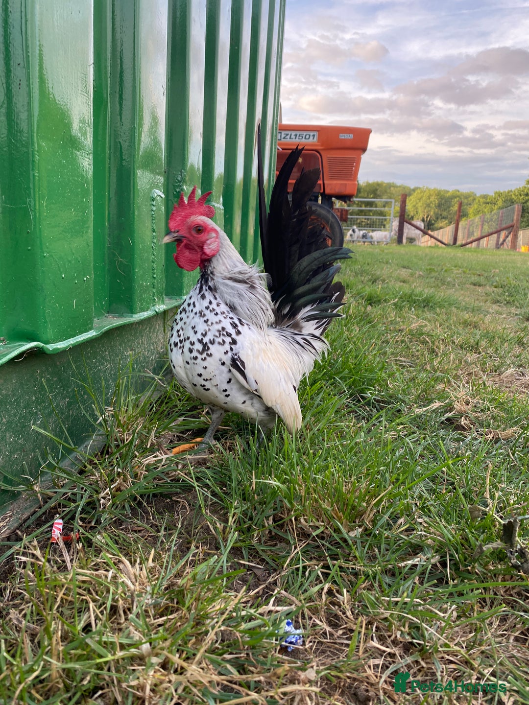 Chickens poultry for sale: Serama - Image 3