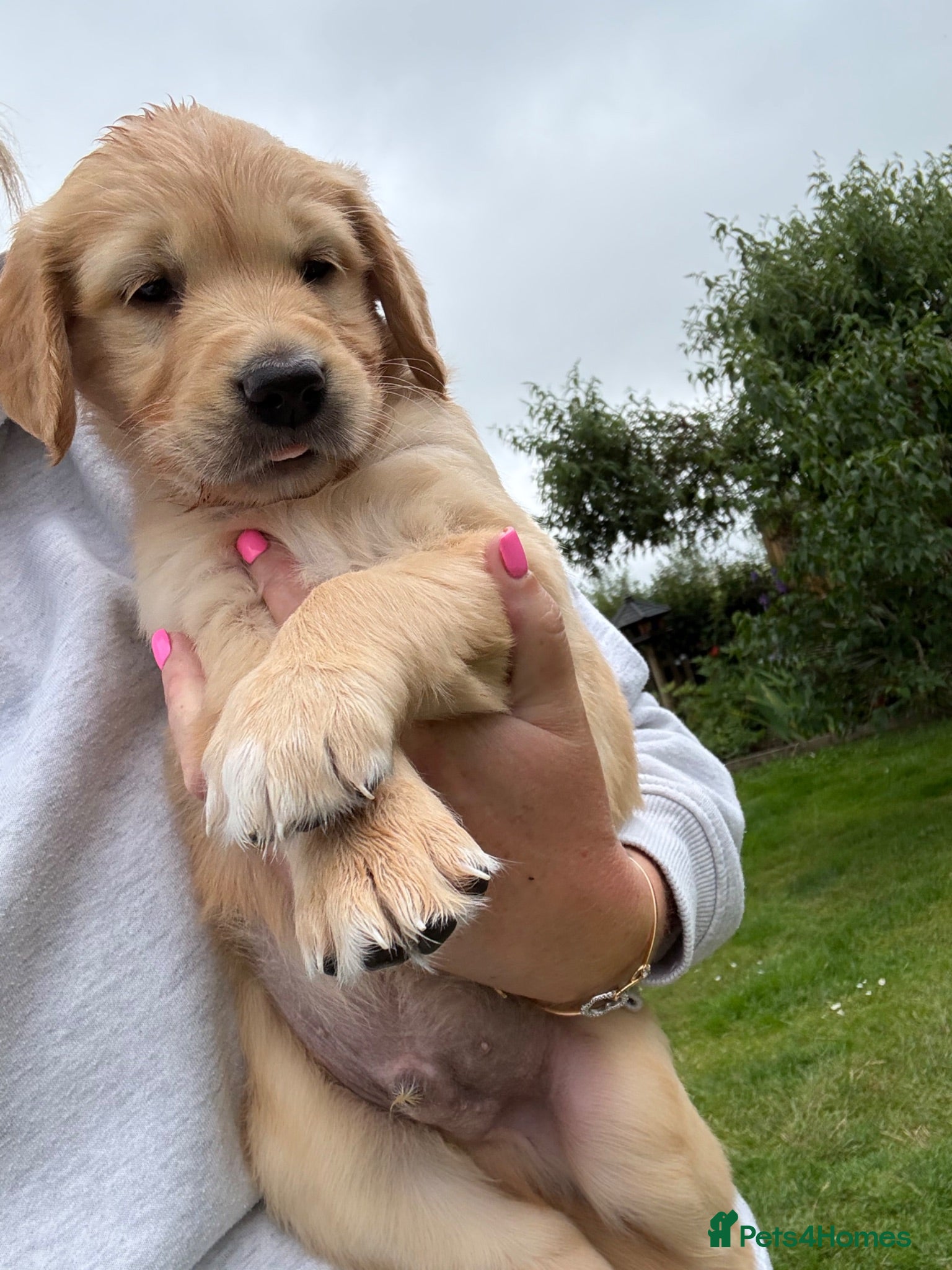 Golden Retriever dogs Stunning kc golden retriever puppies 🐶  - Advert 2