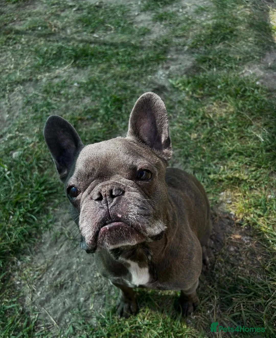 French Bulldog dogs for sale: French bulldog  in London - Advert 2