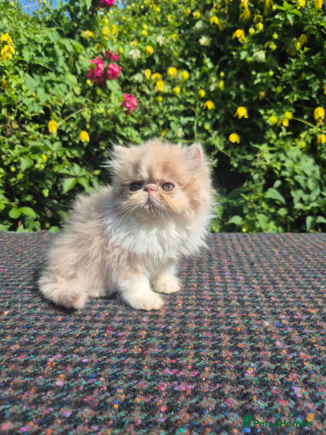 Persian cats for sale: 🏆champion sired persian and exotics kittens😸 ♥️  - Image 4