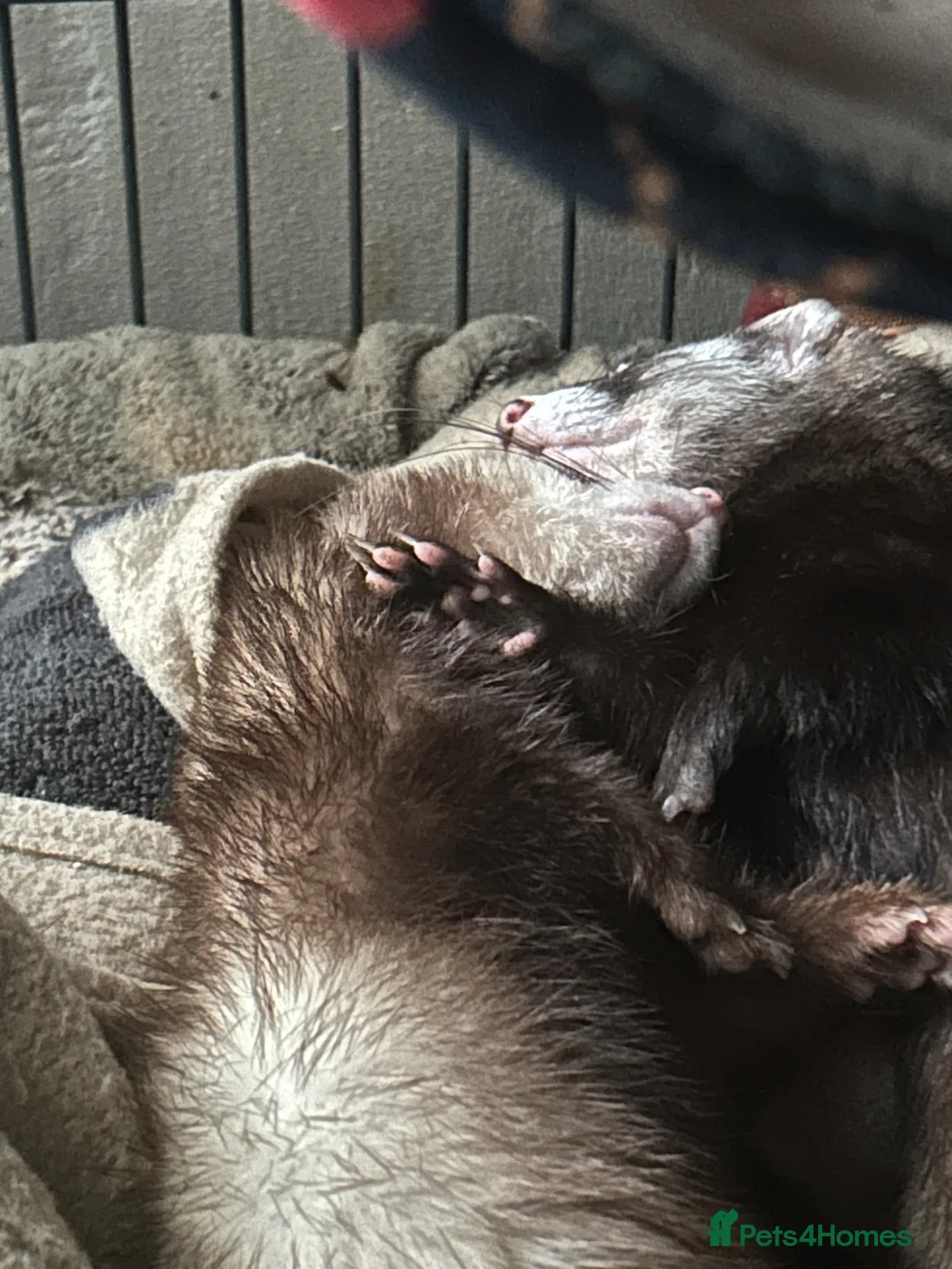 Ferret rodents for sale: 2 bonded female ferrets. - Advert 2