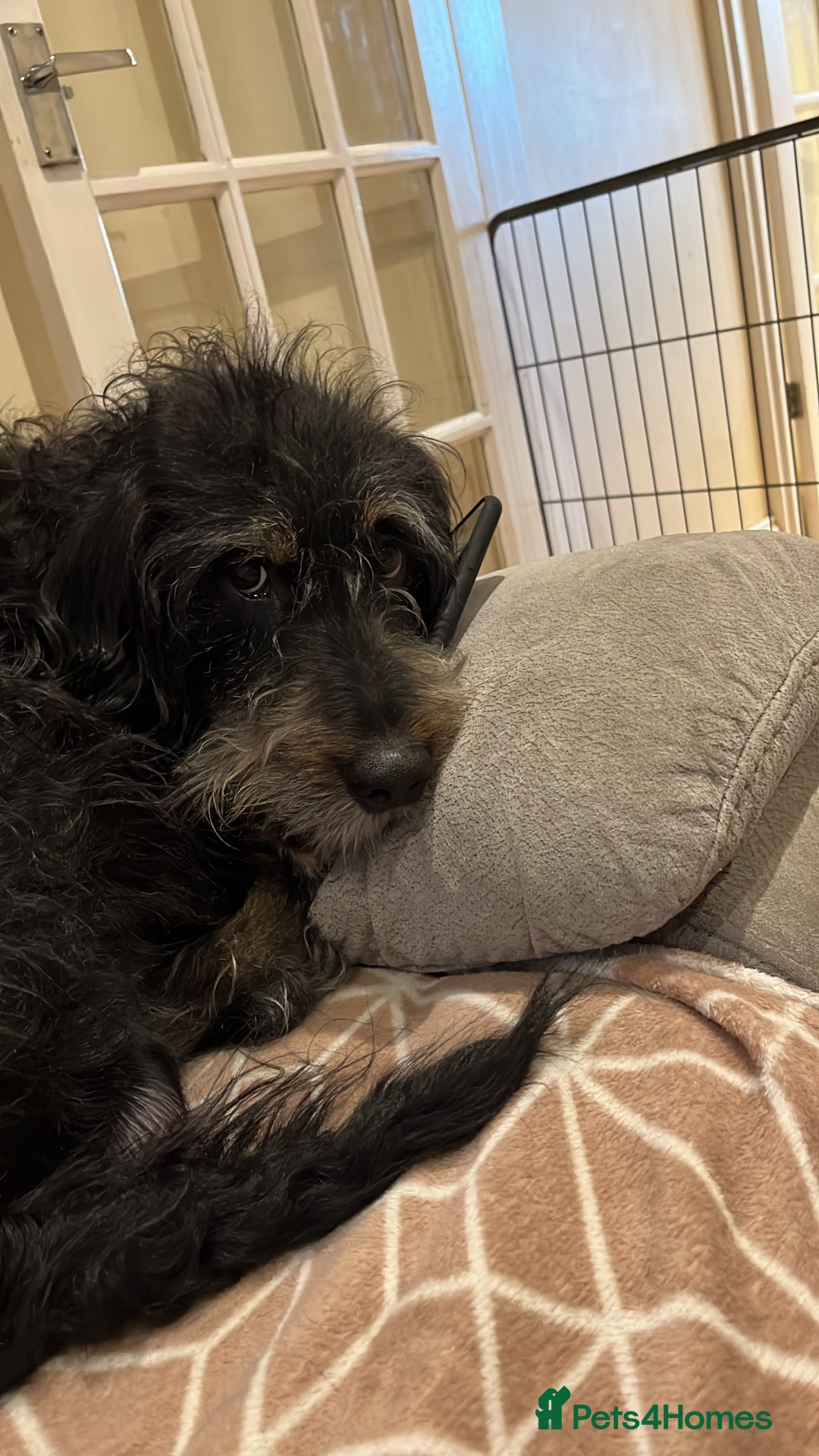 Cockapoo dogs for sale: Loving boy needs a home - Image 7