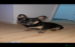 French Bulldog dogs for stud: French Bulldog stud - Image 3