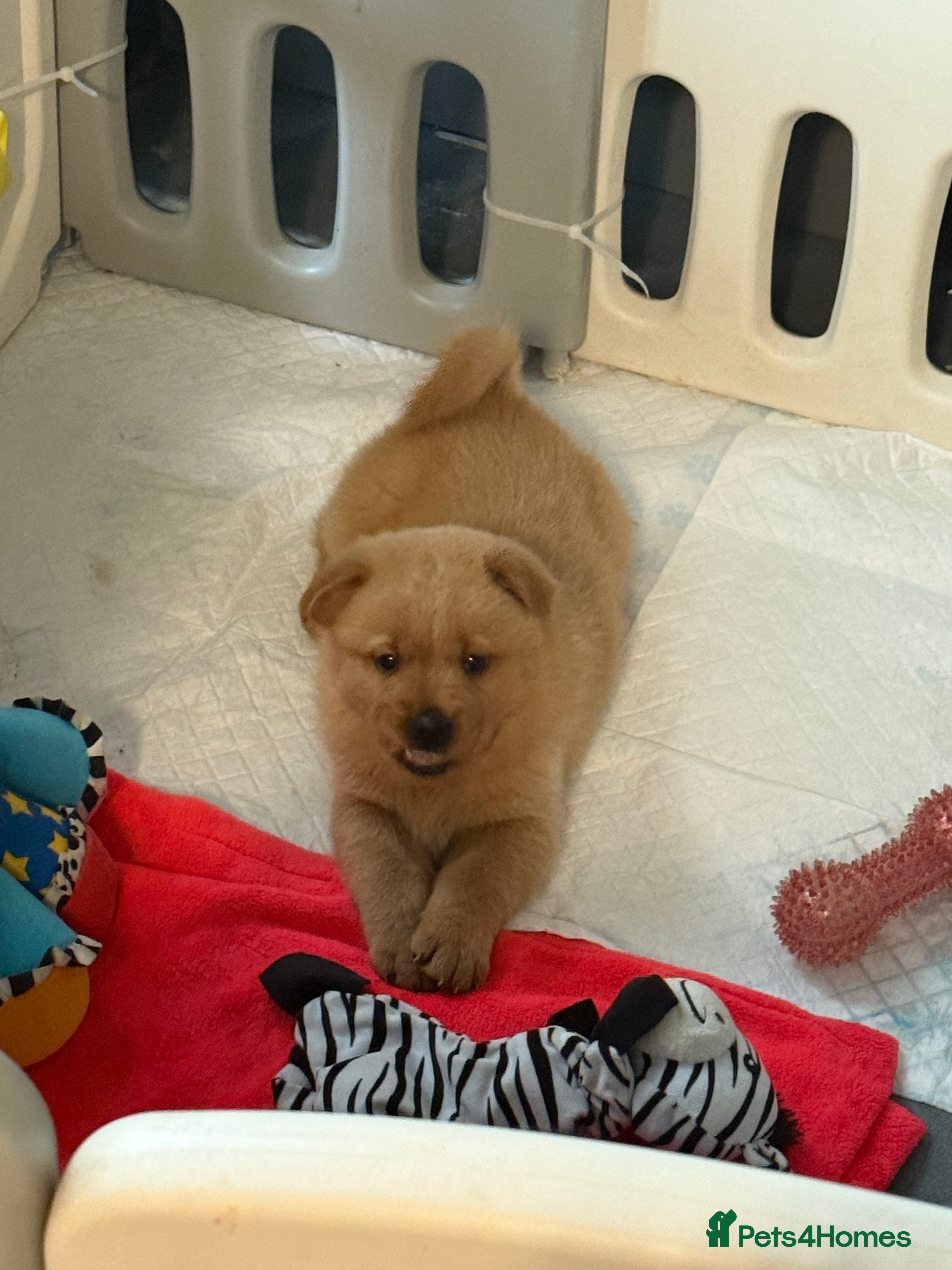 Mixed Breed dogs Chow chow x Rottweiler puppies  - Advert 5