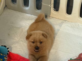 Mixed Breed dogs Chow chow x Rottweiler puppies - Advert 5