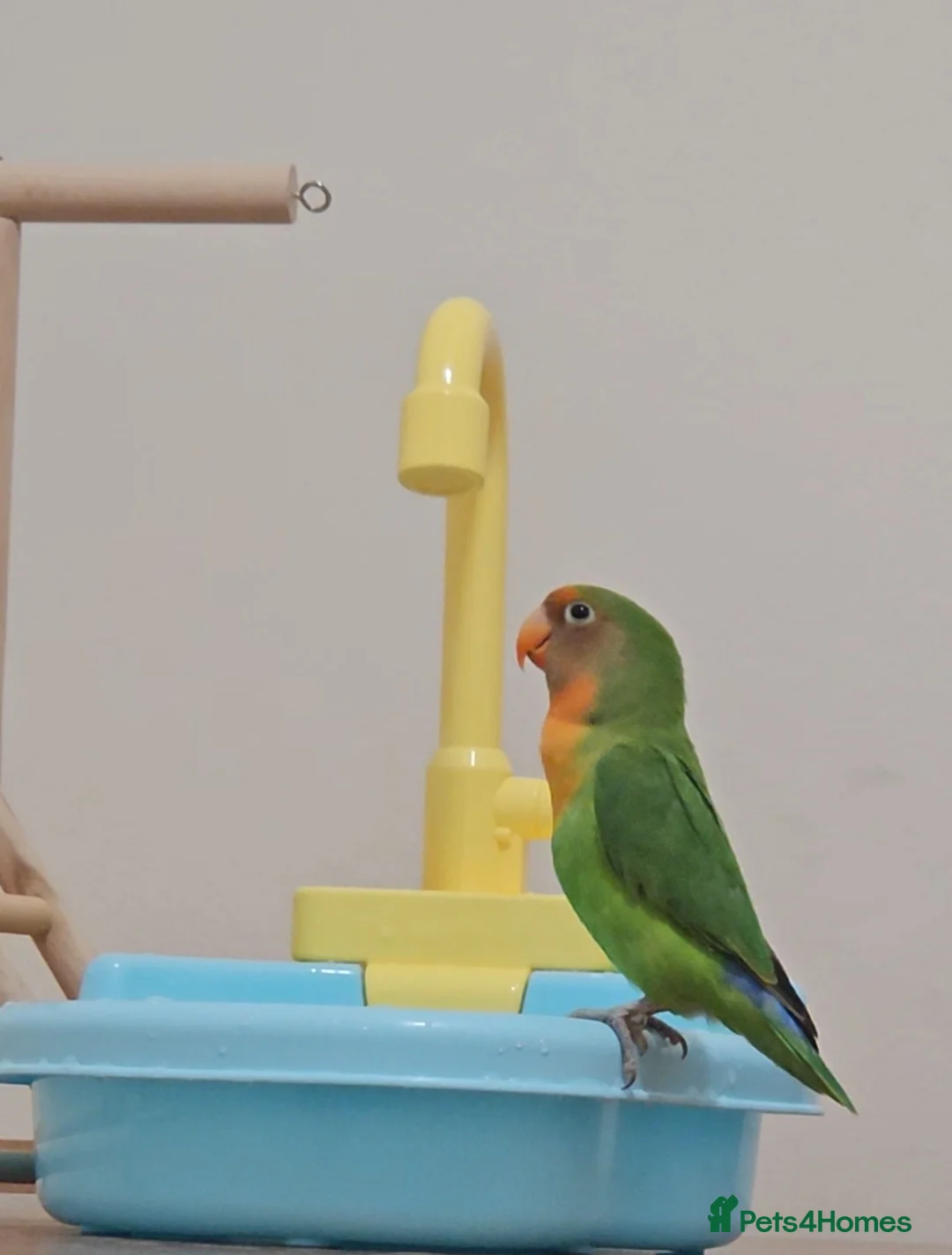 Lovebirds birds for sale: Sweet 4 months female lovebird - Advert 5