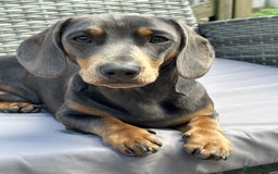 Miniature Dachshund dogs for stud: Available for stud blue and tan mini dachshund - Image 16